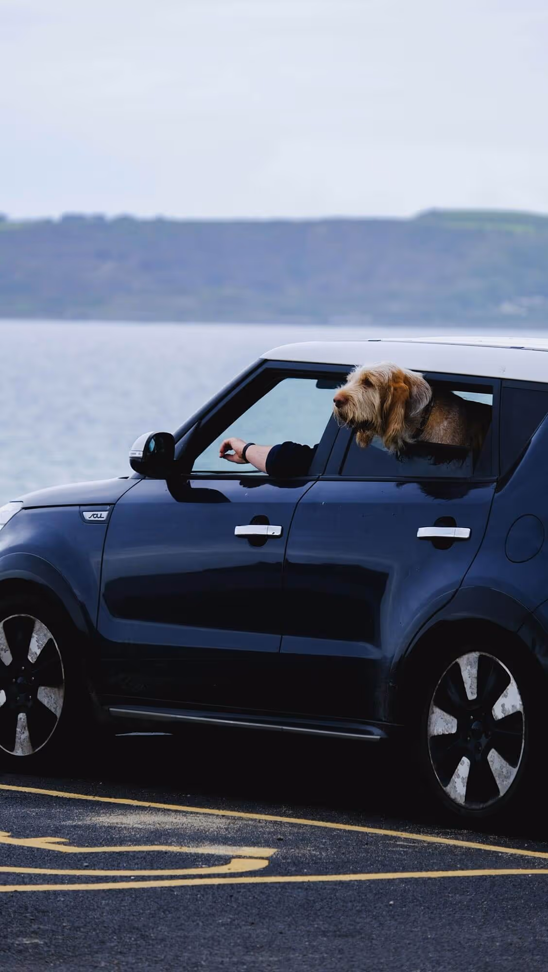 Rent a car
